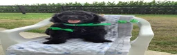 Goldendoodle dogs for sale: Macho-F1bb-Goldendoodle 2 - Ad 1