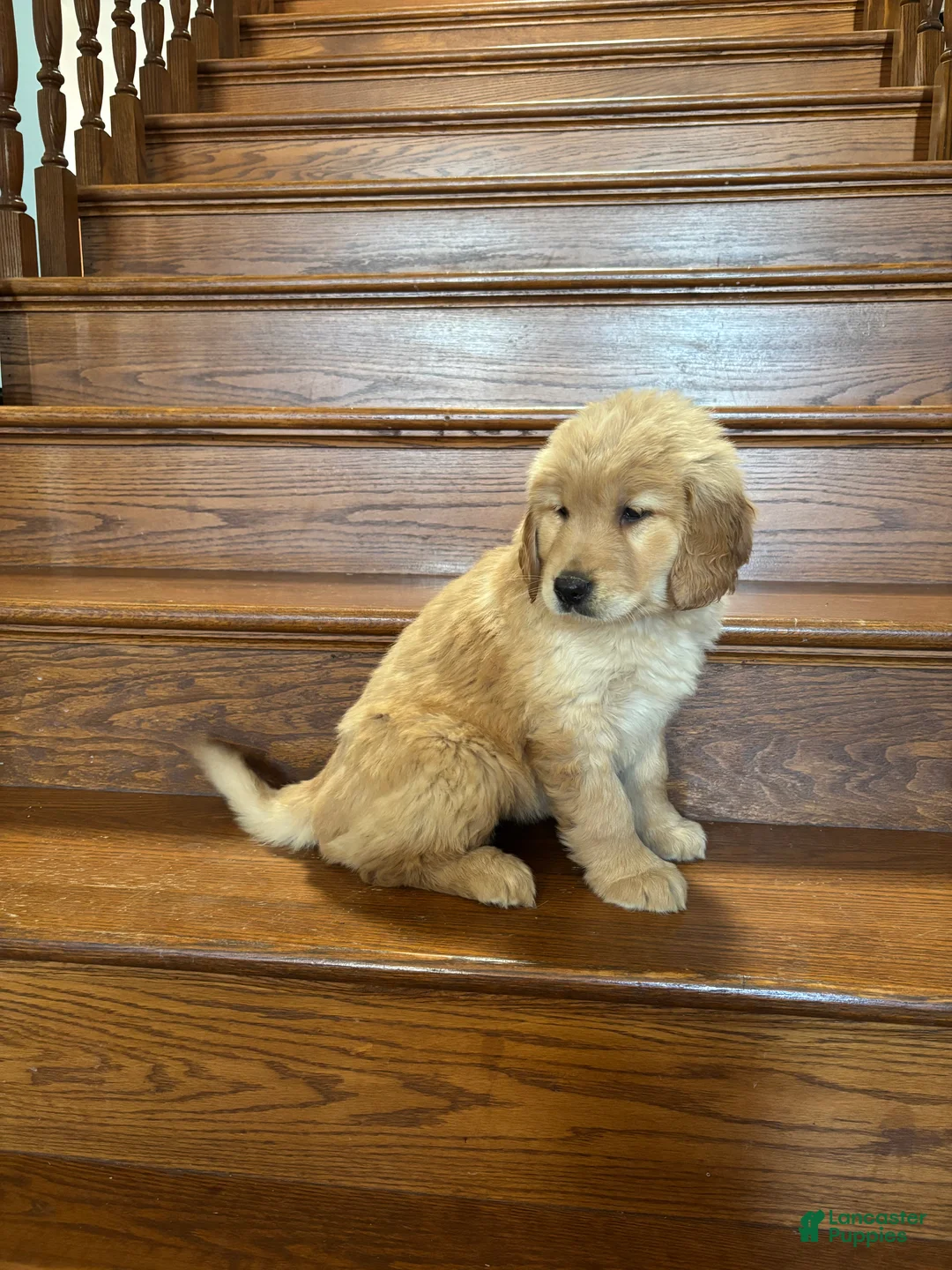 Golden Retriever dogs for sale: Orange - Ad 1