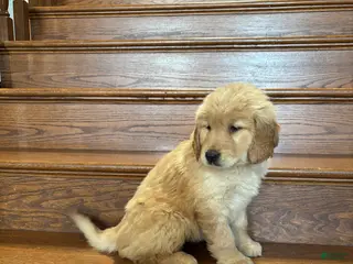 Golden Retriever dogs Orange - Ad 3