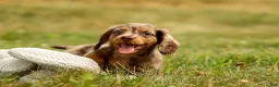Miniature Dachshund dogs for sale: BUDDY - Ad 6