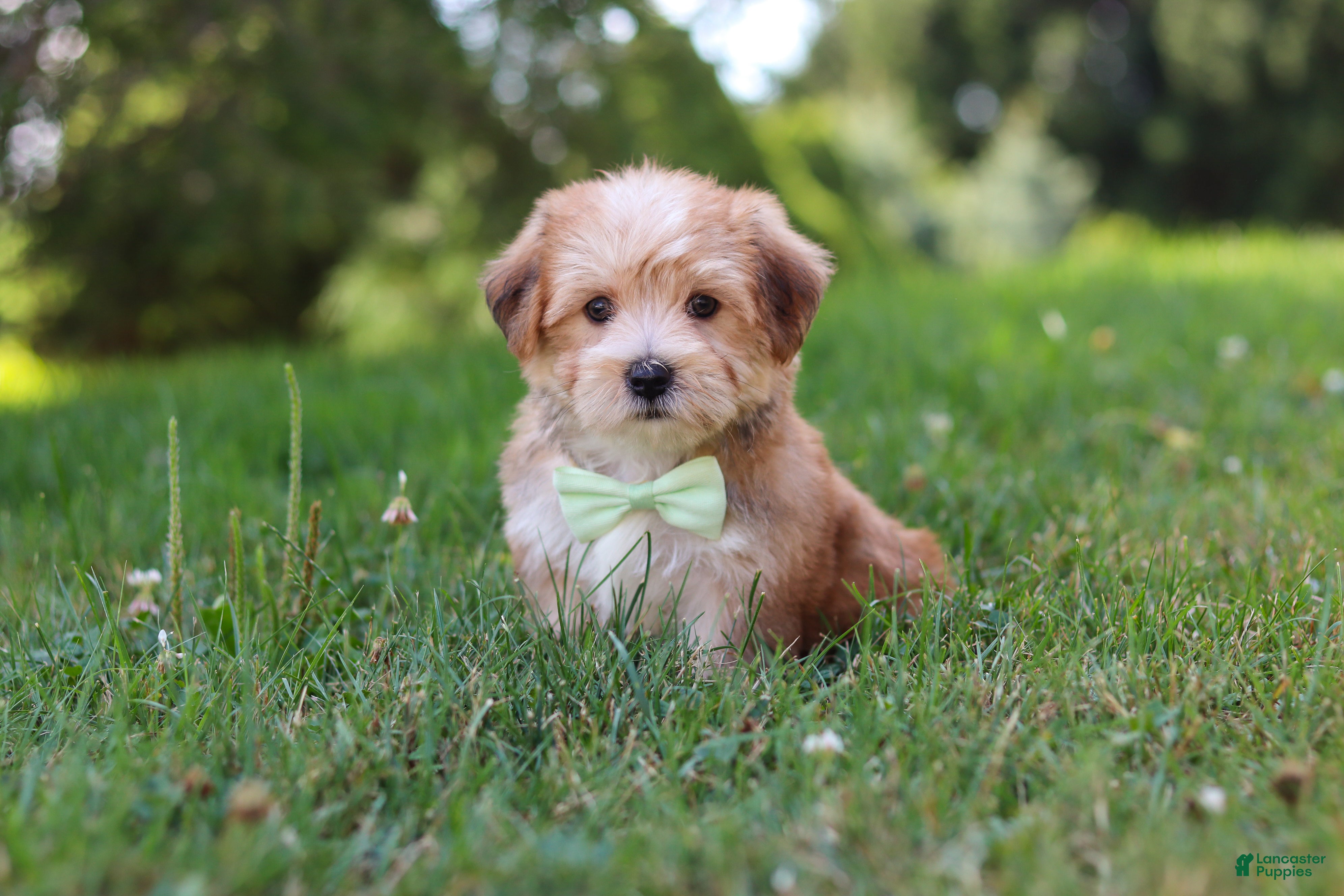 Morkie dogs Zoe - Ad 1