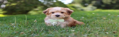 Zoe