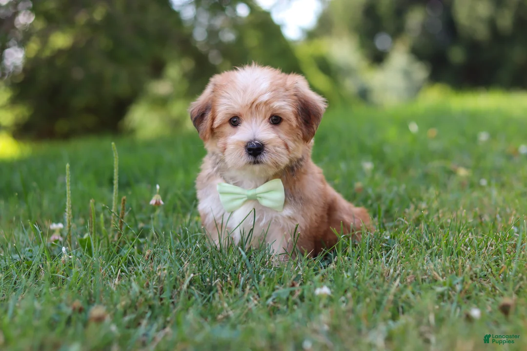Morkie dogs for sale: Zoe - Ad 1