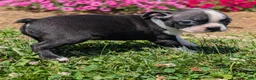 Boston Terrier dogs for sale: Toasted Marshmallow - Ad 9