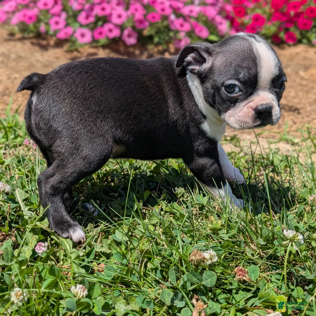 Boston Terrier dogs for sale: Toasted Marshmallow - Ad 9