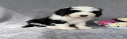 Sheepadoodle dogs for sale: Brie - Ad 3