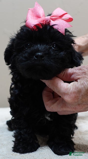 Maltipoo dogs Emmy 1 lb 4 ozs - Ad 13
