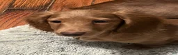 Miniature Dachshund dogs for sale: 🥜 Brittle  - Ad 2