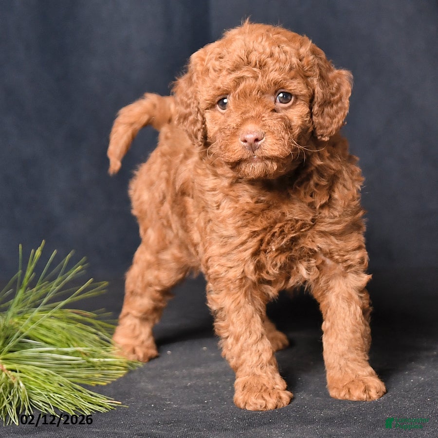 Cockapoo dogs Petals - Ad 2