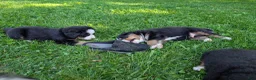 Bernese Mountain Dog dogs for sale: Belle - Ad 9