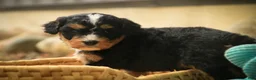 Mini Bernedoodle dogs for sale: Boone F1 Mini Bernedoodle  - Ad 3
