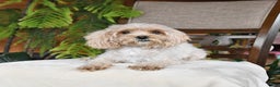 Maltipoo dogs for sale: Jentle - Ad 6