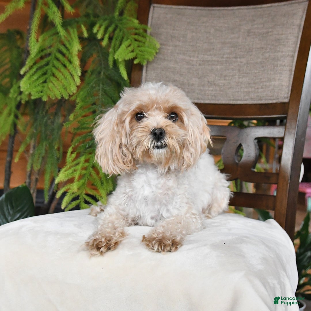 Maltipoo dogs for sale: Jentle - Ad 6