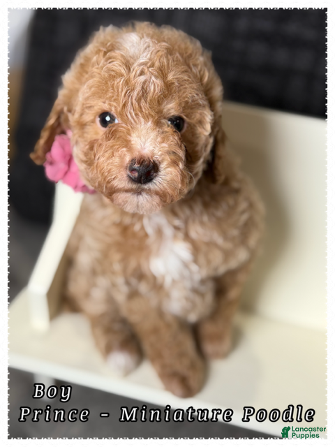 Miniature Poodle dogs Prince - Ad 2