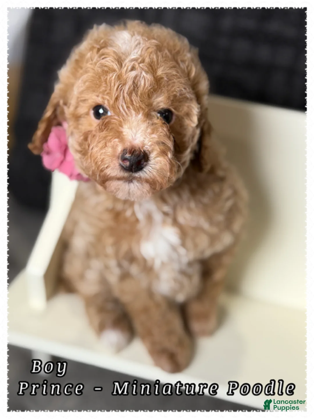 Miniature Poodle dogs for sale: Prince - Ad 2
