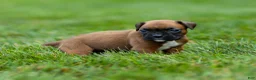 Boxer dogs for sale: Neva Boxer  - Ad 8