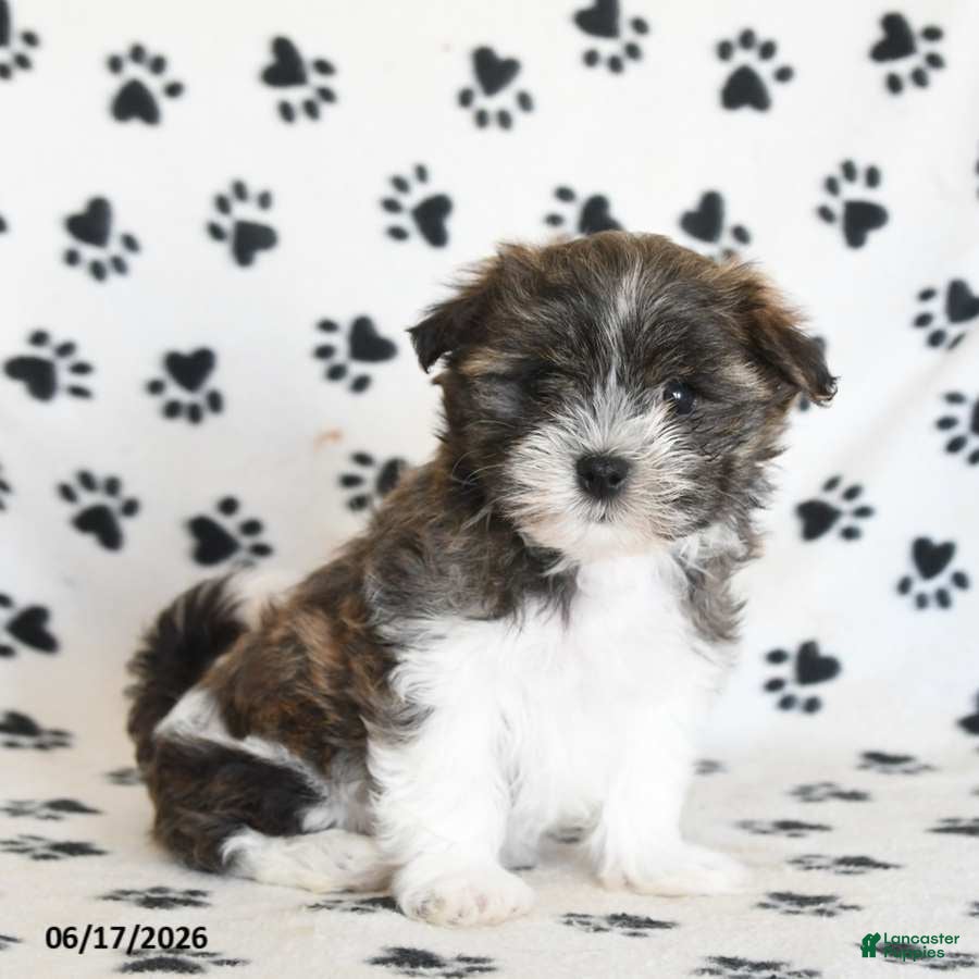 Malshi dogs Eeyore - Ad 1