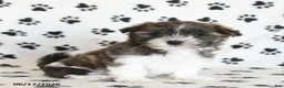 Malshi dogs for sale: Eeyore - Ad 1