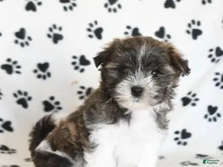 Malshi dogs for sale: Eeyore - Ad 3