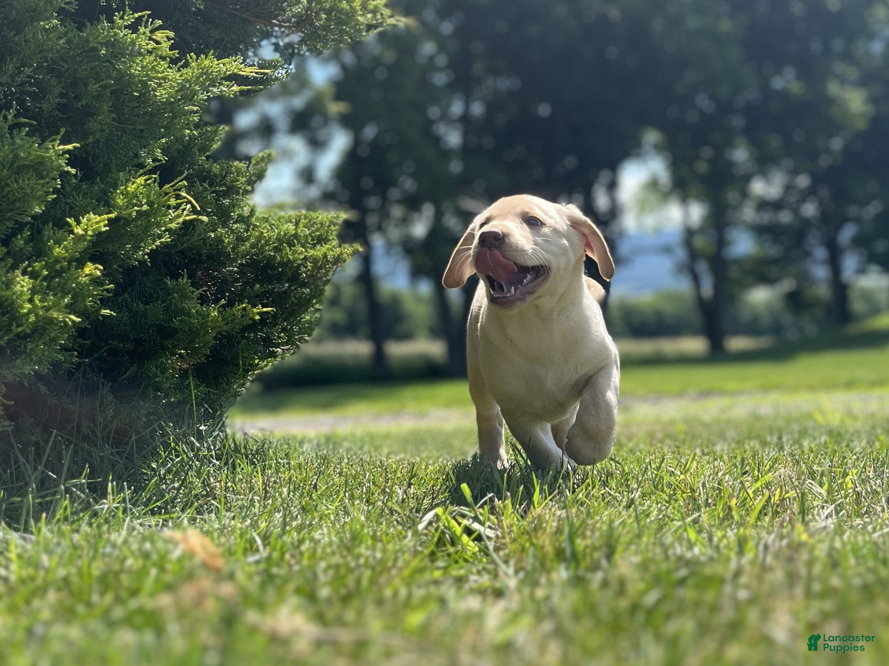 Labrador Retriever dogs Mandy - Ad 2
