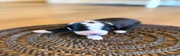 Bernedoodle dogs for sale: Bones - Ad 2