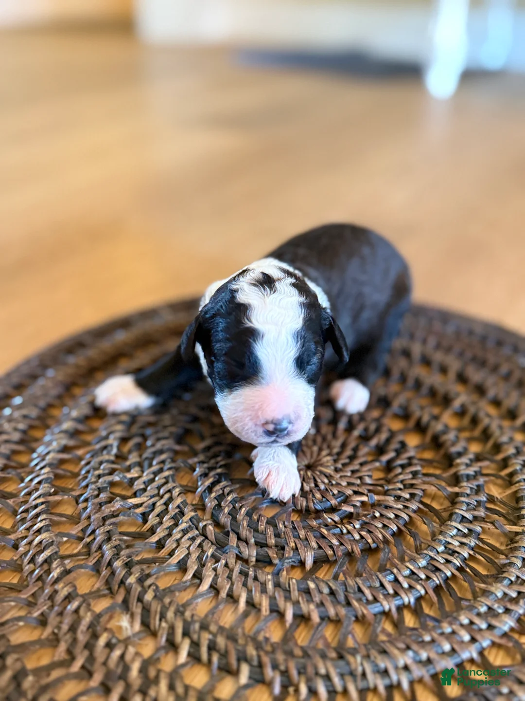 Bernedoodle dogs for sale: Bones - Ad 2