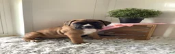 Boxer dogs for sale: Boxer Puppy 3- Susie - Ad 4