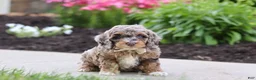 Cockapoo dogs for sale: Hudson - Ad 3