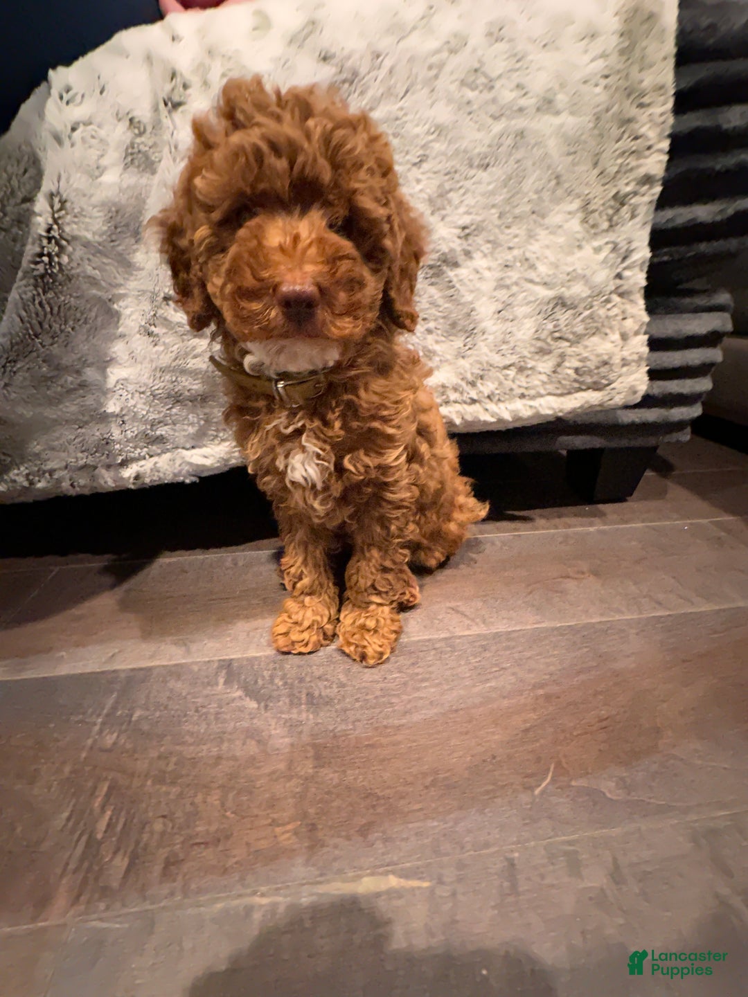 Miniature Poodle dogs for sale: Connor- Green Eyed Baby House Raised - Ad 4