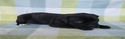 Cane Corso dogs for sale: ICCF Sage - Ad 4