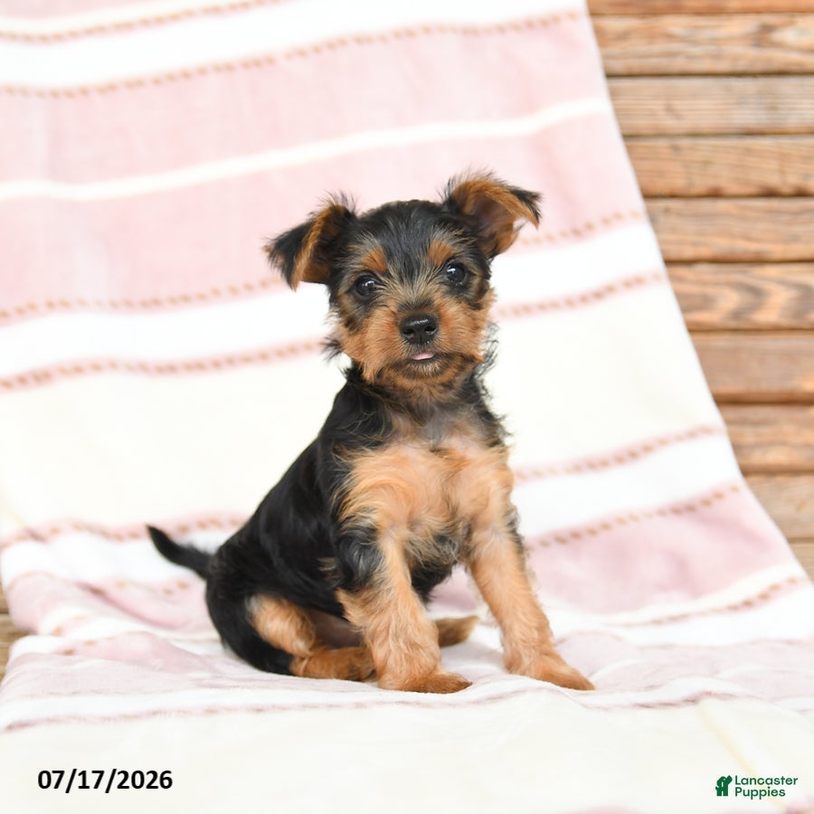 Yorkshire Terrier dogs Quincy - Ad 1