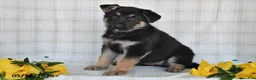 German Shepherd dogs for sale: Nicki - Ad 1