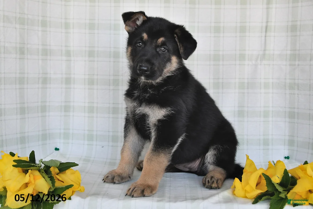 German Shepherd dogs for sale: Nicki - Ad 1