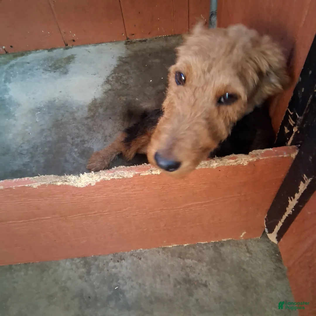 Welsh Terrier dogs for sale: Megan - Ad 3