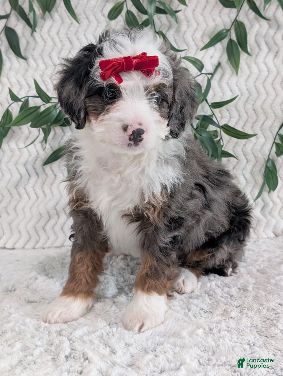 Mini Bernedoodle dogs for sale: Mini Marko  - Ad 9