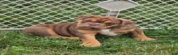 English Bulldog dogs for sale: Tootsie Chocolate and tan  - Ad 12