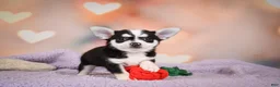Chihuahua dogs for sale: MARY JO - Ad 7