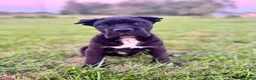 Cane Corso dogs for sale: Bear - ICCF Registered Cane Corso Italian Mastiff - Ad 5