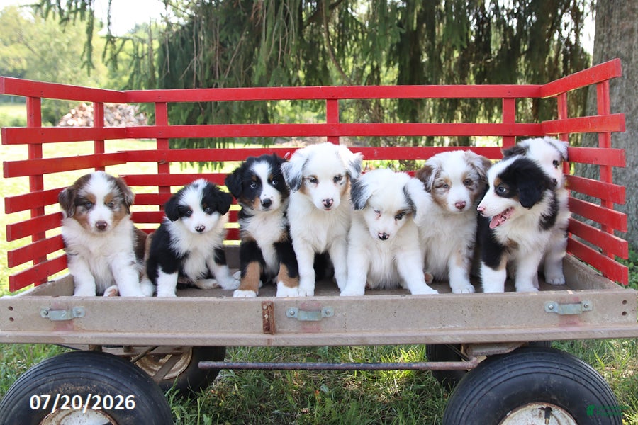 Australian Shepherd dogs Magnolia - Ad 2