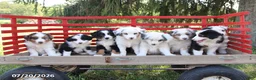 Australian Shepherd dogs for sale: Magnolia - Ad 2