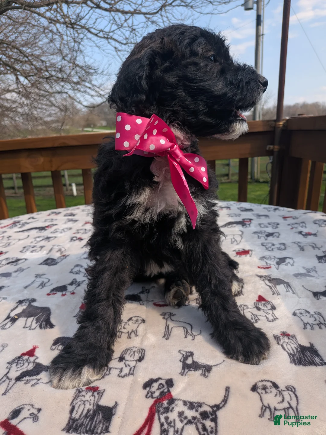 Bordoodle dogs for sale: Bordoodle Puppy 7 - Ad 2