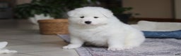 Samoyed dogs for sale: Hank - Ad 3