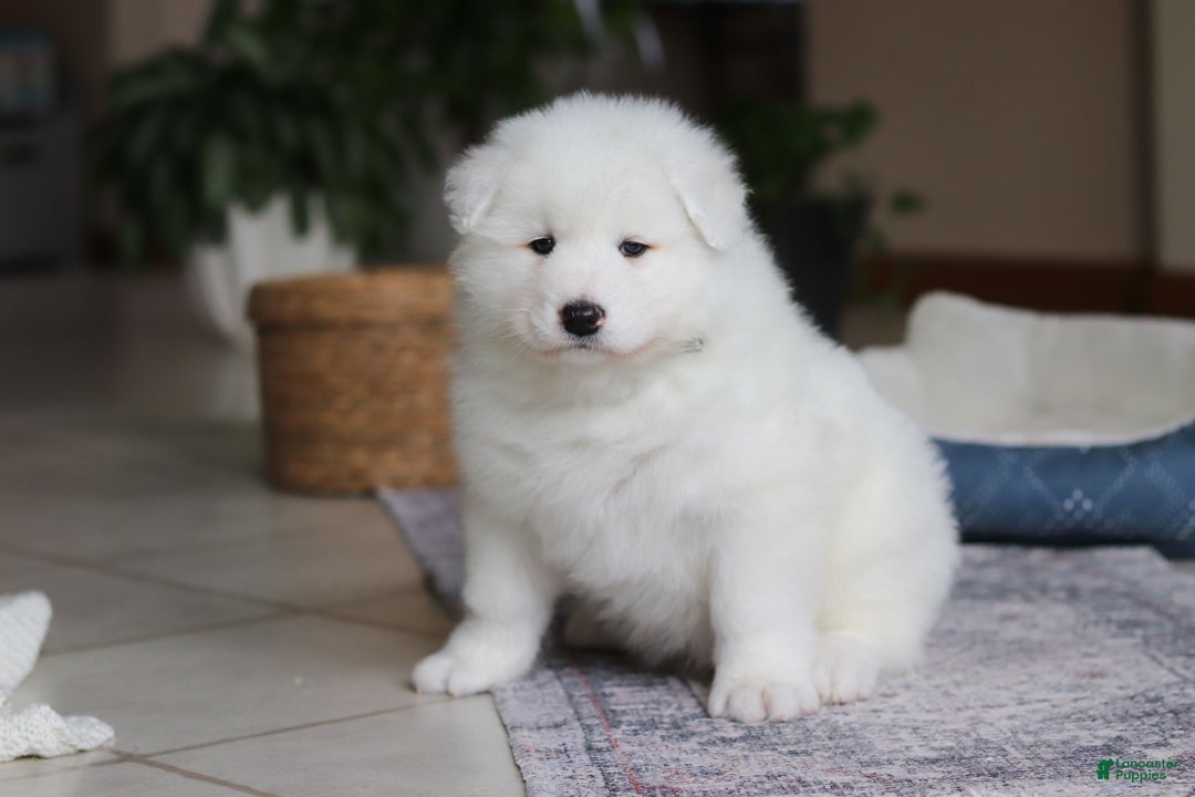 Samoyed dogs for sale: Hank - Ad 3