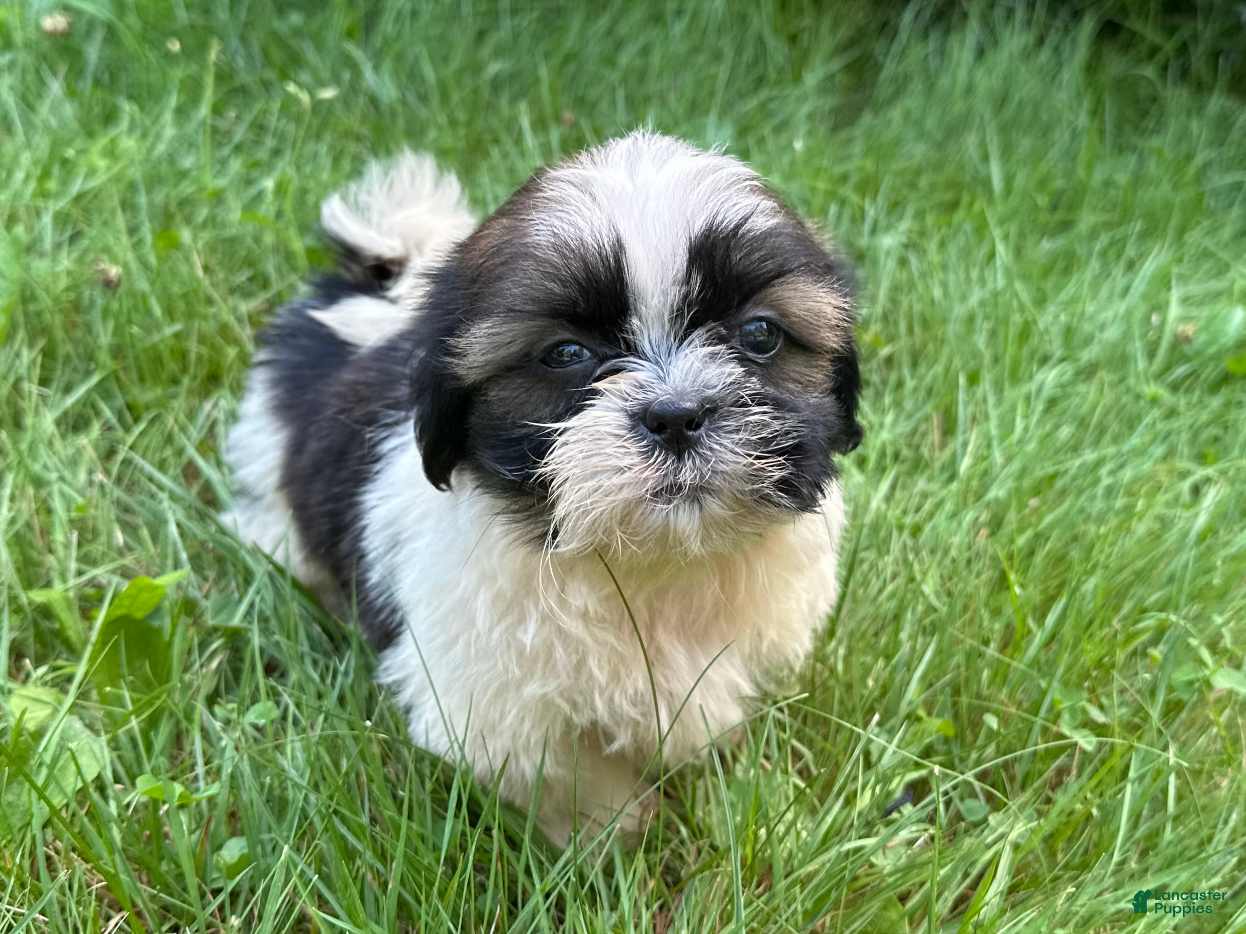 Shih Tzu dogs Shih Tzu 4 - Ad 2