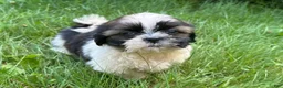 Shih Tzu dogs for sale: Shih Tzu 4 - Ad 2