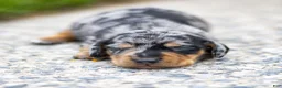 Miniature Dachshund dogs for sale: Colt Miniature Dachshund Puppy  - Ad 4