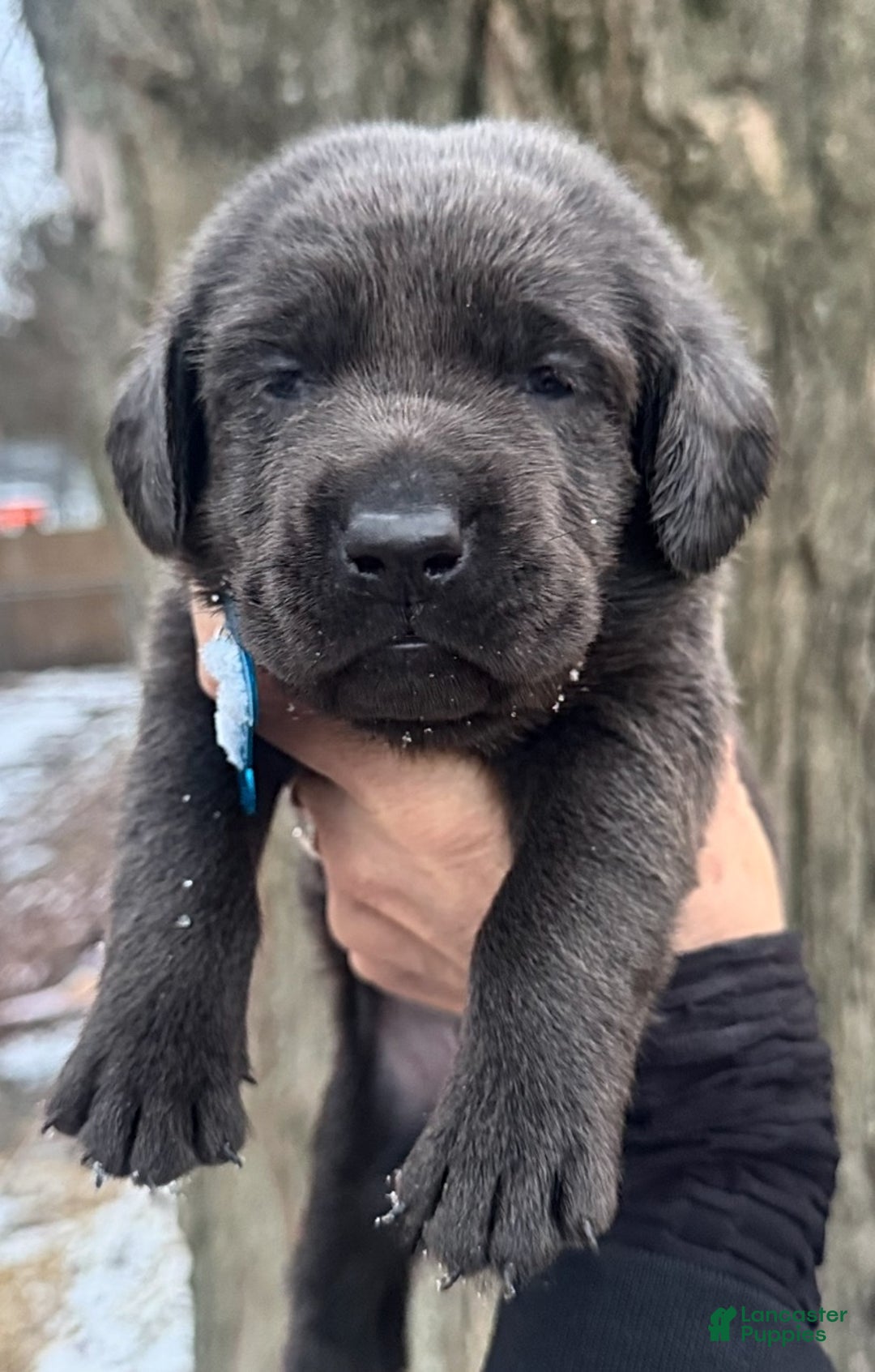 Labrador Retriever dogs for sale: Labrador Retriever Puppy 1 - Ad 8