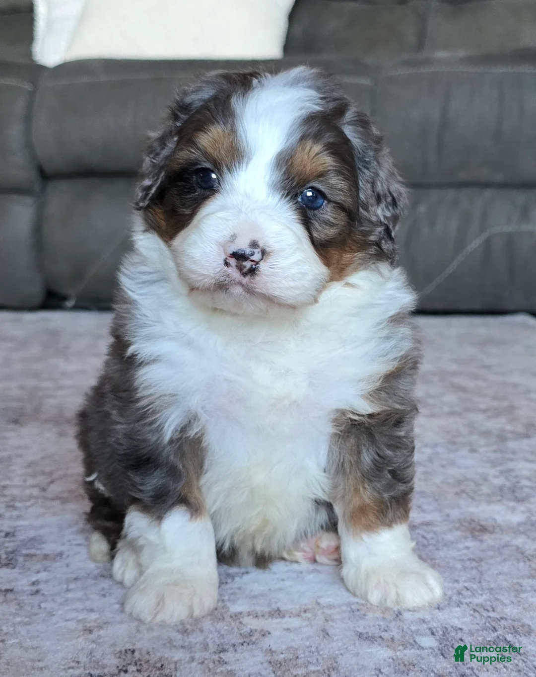 Mini Bernedoodle dogs for sale: Mini Frankie  - Ad 1