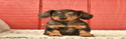 Dachshund dogs for sale: Tulip  - Ad 3