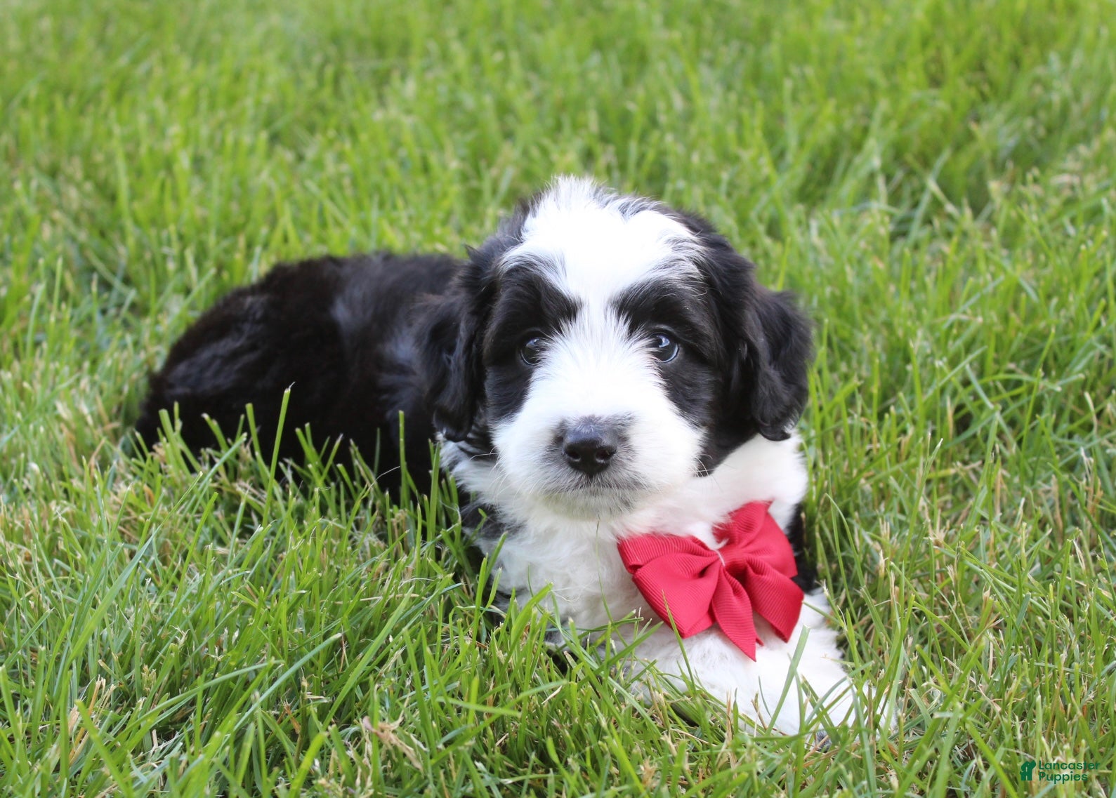 Mini Aussiedoodle dogs for sale: Jasper 💎 - Ad 5